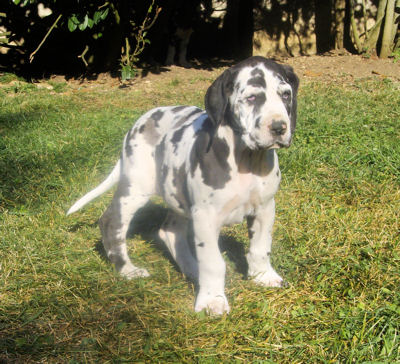 du domaine de Shanne - Nouvelles photos des chiots disponibles à 8 semaines