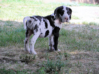 du domaine de Shanne - Chiot Arlequin