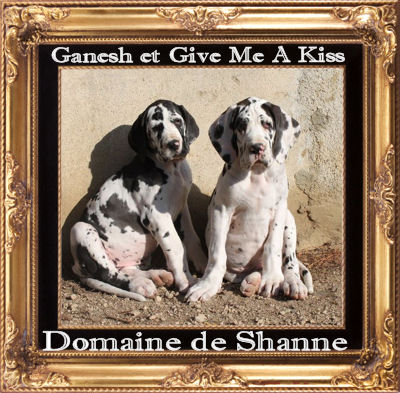 du domaine de Shanne - Ganesh et Give Me A Kiss