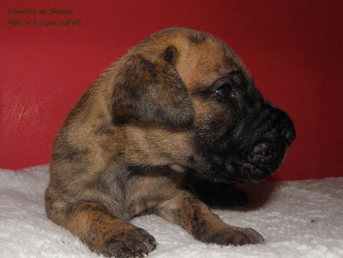 du domaine de Shanne - Photos des chiots d'hailleys et de Glover