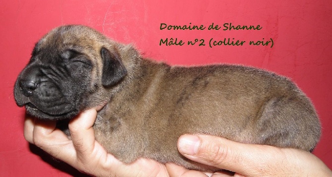 du domaine de Shanne - Nouvelles photos des chiots d'hailleys et d'haloa