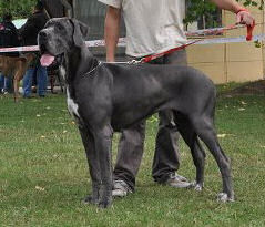 du domaine de Shanne - FERGIE AU CACIB DE MACON