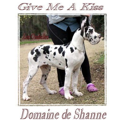 du domaine de Shanne - Give Me A Kiss