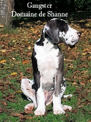 du domaine de Shanne - NOUVELLE PHOTO DE GANGSTER 