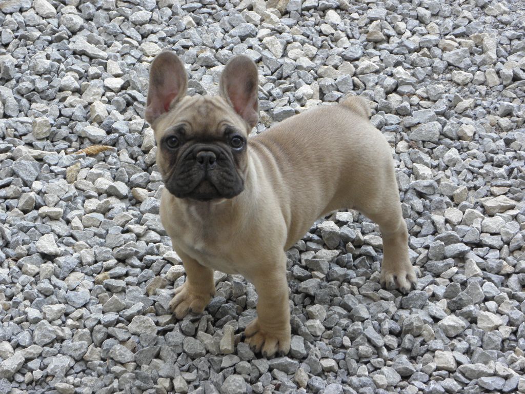du domaine de Shanne - Les bébés de Rika sont nés........