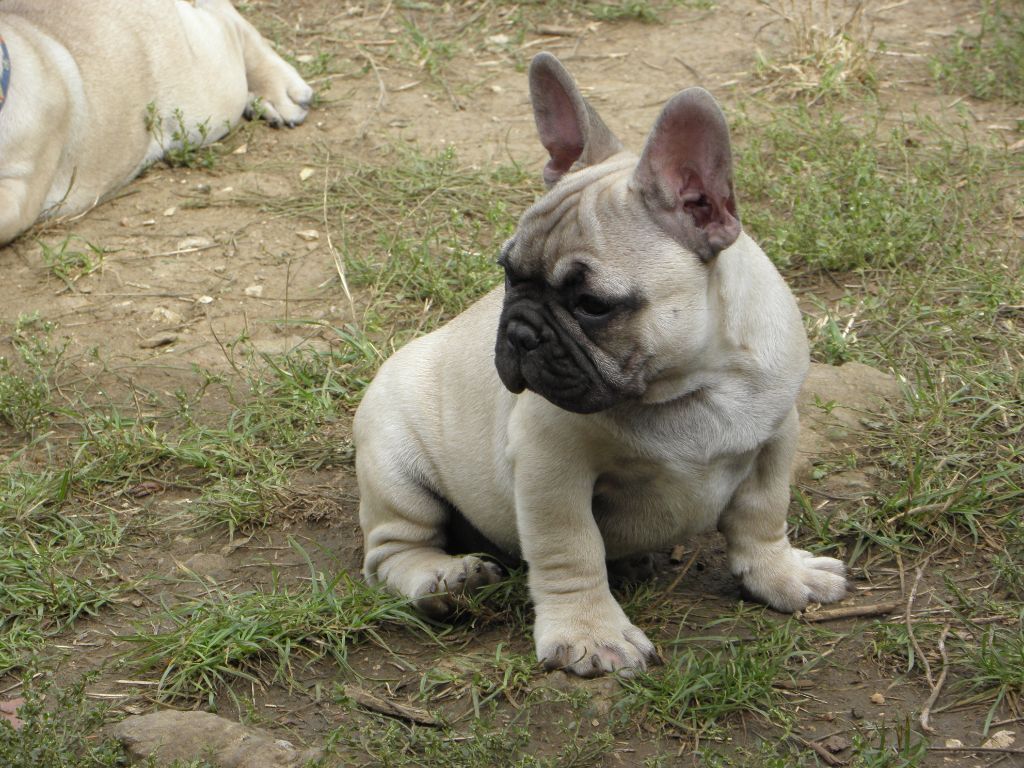 du domaine de Shanne - Bouledogue français - Portée née le 01/07/2023